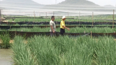 高如姚明的巨型水稻见过没？武穴农民种出“水稻森林” 一株能长到2米高