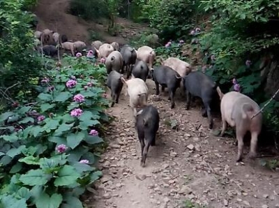 中秋、国庆“双节”将至，未来的生猪价格仍有一定的上涨空间？