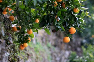【柑橘】柑橘浮皮果的原因和防治办法