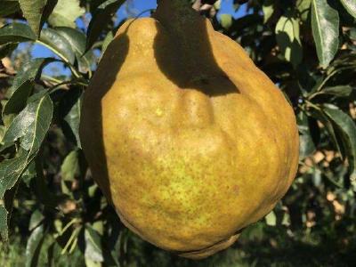 【梨】“丑梨”怎么栽培？“丑梨”高产栽培技术要点