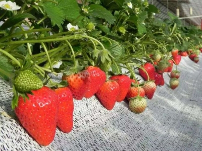 【草莓】如何保证草莓持续开花结果？这五个管理措施要做好