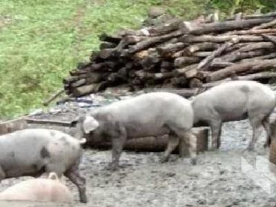 当家猪和野猪恋爱了，丹江口市这个养殖户赚发了