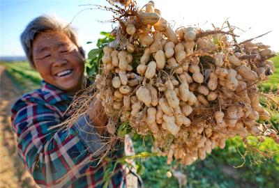 花生白绢病预防、治疗方法