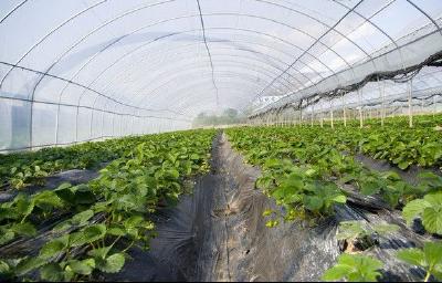 【草莓】秋季大棚草莓怎么栽？对环境的需求及栽种方法