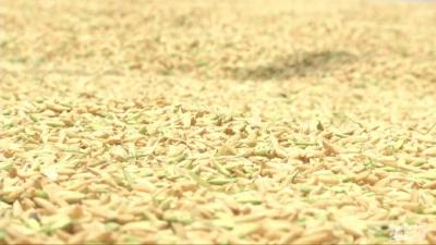 市植保部门提醒抓紧防治小麦条锈病