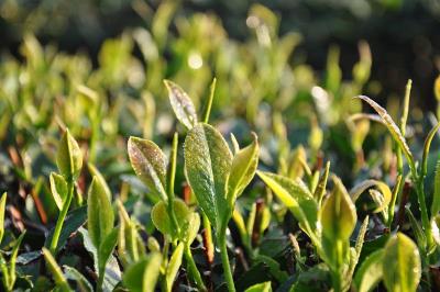 【油茶】水稻套种山油茶林下的技术要点