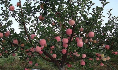 【技术】什么果树不能混种？苹果树不能这些果树混栽