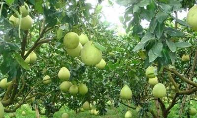 【柚子】柚子怎么种？柚子树的高产栽培秘诀分享