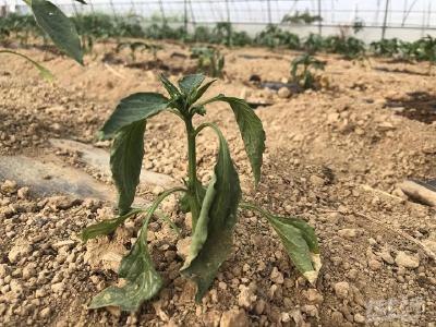 辣椒苗期谨防细菌性疮痂病！幼苗受侵染引起落叶，植株死亡