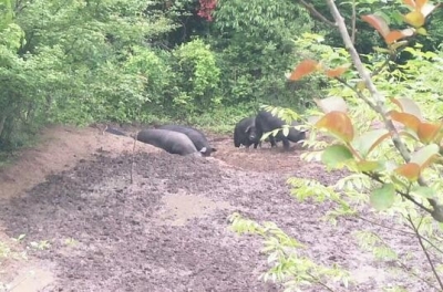 非洲猪瘟、牛羊炭疽、猪链球菌...疫情接连爆发，之间有关联么？