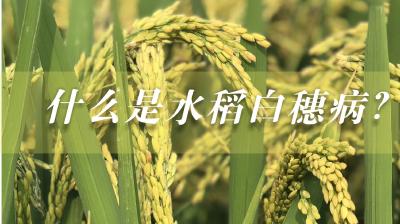 【一句话】什么是水稻白穗病？