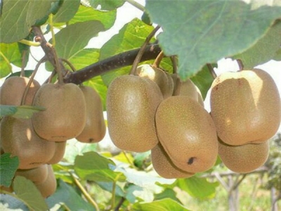 【猕猴桃】金桃猕猴桃怎么栽培？成龄园秋季管理技术