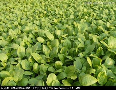 【种植技术】秋白菜栽培方法及病虫害防治