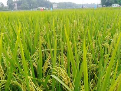 荆州市：6月份水稻病虫发生趋势预报