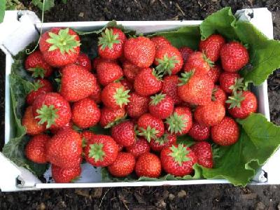【草莓】四季草莓有哪些品种？四季草莓高产种植技术