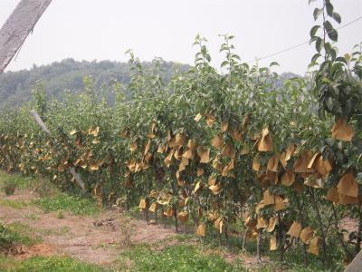 【梨】湖北省早熟梨新品种“玉香”主要性状及栽培技术