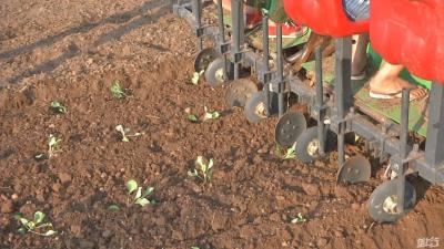 【植保】无公害蔬菜的种植要求及管理条件（建议收藏）