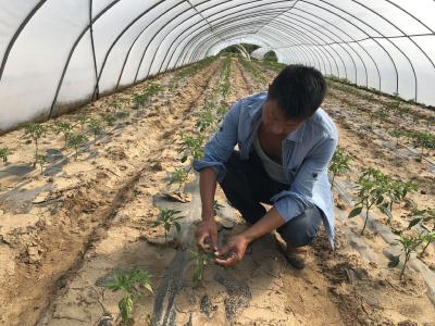 【种植技术】蔬菜土壤的酸碱度调节