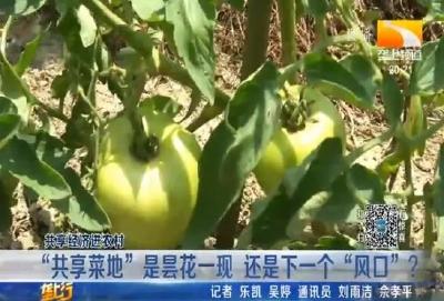 【植保】蔬菜黄头黄叶 与它们密不可分！