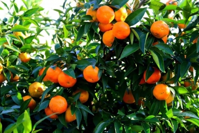 【柑橘】一年柑橘幼树秋季种植养护管理总结