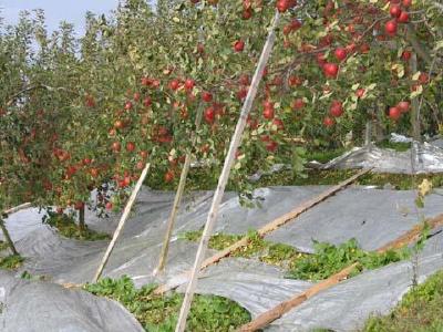 【技术】果品如何增色？果品增色铺反光膜技术要点