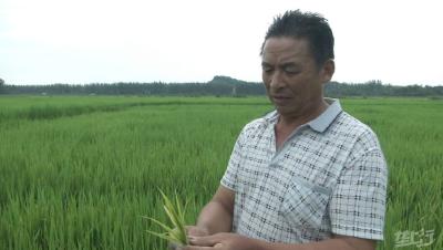水稻如何诊断苗情？看水稻叶色、长势、长相，确定管理措施