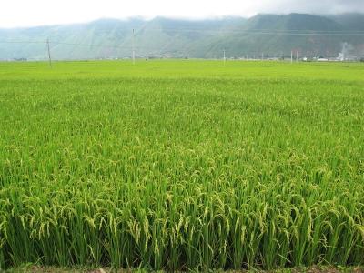 荆州打造400万亩“双水双绿”种养区，力争综合产值800亿元领先全国