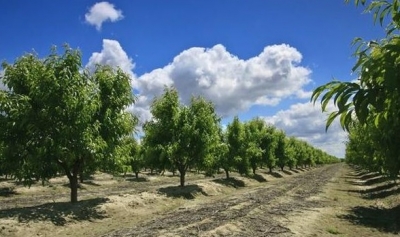 【技术】如何提高果树肥料的利用率？