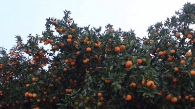 宜昌柑橘采用科学化种植，质量价格翻几倍！乡亲的荷包更鼓了！