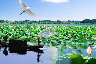 洪湖“双水双绿”连片串珠 5个乡镇建成万亩核心基地