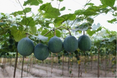 【瓜蒌】瓜蒌栽培技术（二）瓜蒌的种植技术