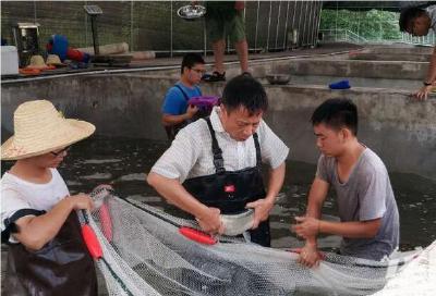 独家：华中农业大学水产学院开展翘嘴鲌育种实验