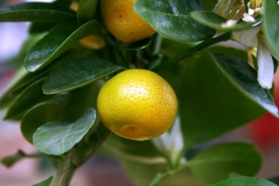 【柑橘】柑橘出现黄蒂落果是什么原因？