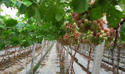【葡萄】南方葡萄的生长特性及育苗方法