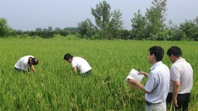 咸宁市中稻纹枯病发生趋势预报