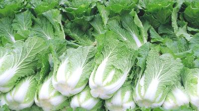 大白菜的种植与管理