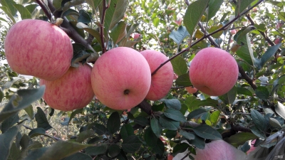 【苹果】秋季施用基肥的标准以及具体操作方法