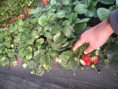 【草莓】影响草莓花芽分化的主要因素有哪些？