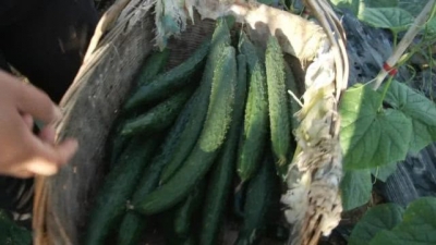 【植保】黄瓜连续数月每天亩产300多斤，咋管的？？？