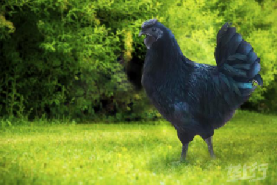 大冶市宏业生态农业专业合作社：周黑鸡，让天下女人更幸福的鸡汤