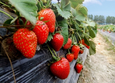 【草莓】如何促进草莓分化？这几个操作种植户要了解！