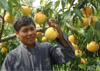 老河口市春雨苗木果品合作社:我们生产中国最好吃的桃