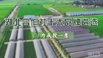 襄阳市保康县绿珍野生葛根专业合作社：筑诚信企业、做良心食品