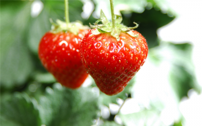 【草莓】草莓果不甜的原因是什么？有没有好的解决方法？