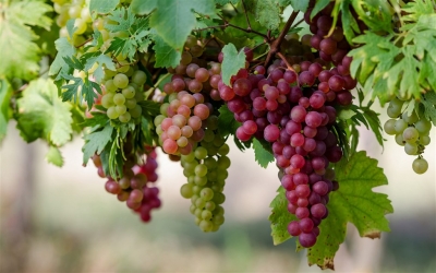 【葡萄】种植户必须掌握的葡萄20个生育期名词！