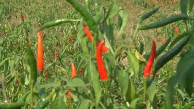 【种植技术】泡椒的播种育苗方法及管理要点
