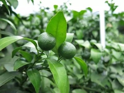 【柑橘】氮磷钾肥对柑橘有什么作用？采收前1个月起桔园停止灌水