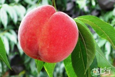 【桃】桃树花开得多，挂果却非常少，这是怎么回事？该如果提高坐果率？