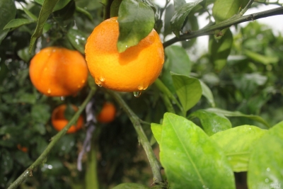 【柑橘】种果十几年，柑橘说的话你读懂了吗？