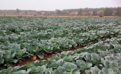 9月下旬湖北蔬菜产地批发价格上涨，国庆长假后预计将稳中略降